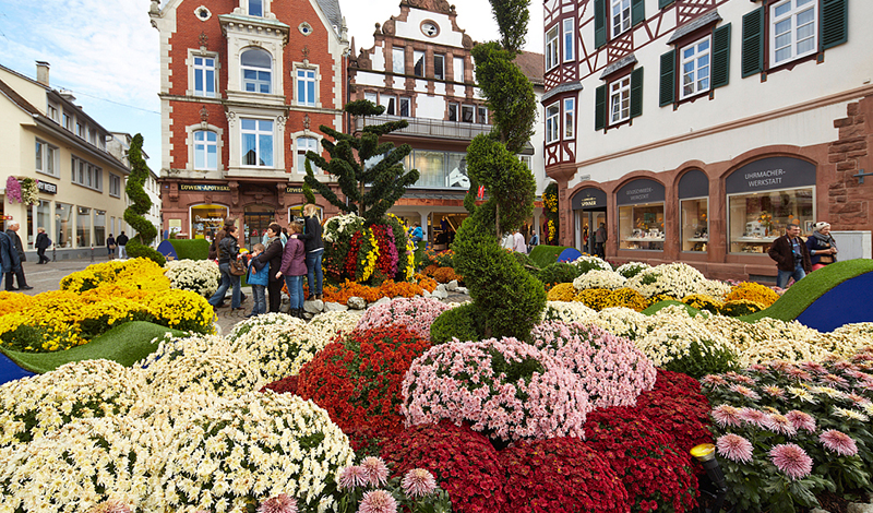 Chrysanthema Lahr